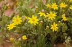 Annual Yellowtop, Strzelecki Track, Australia. Art Print